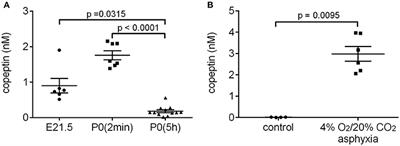 Surge of Peripheral Arginine Vasopressin in a Rat Model of Birth Asphyxia